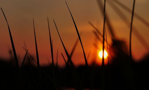 Close-up of silhouette plants against sunset sky