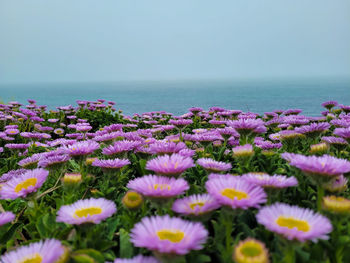 Close-up of flowering plants by sea against sky