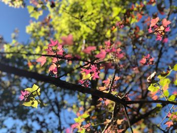 Close-up of pink flowers on tree