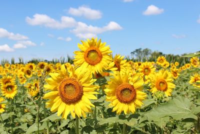 Sunflowers blooming on field against sky