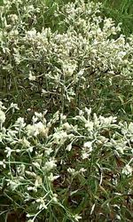 Close-up of white flowers blooming in field