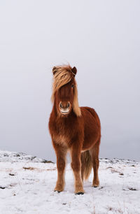 Majestic horse standing on snow field