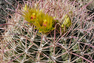 Close-up of yellow cactus flower