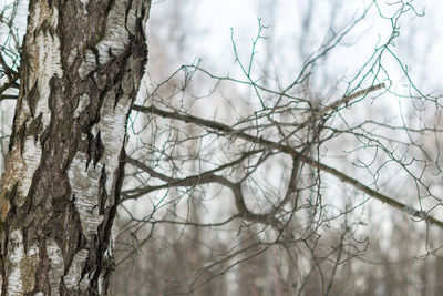 Low angle view of bare tree against sky