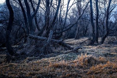 Bare trees on field in forest