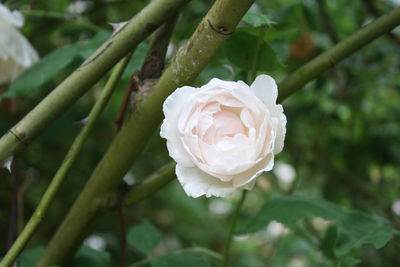 Close-up of white rose blooming outdoors