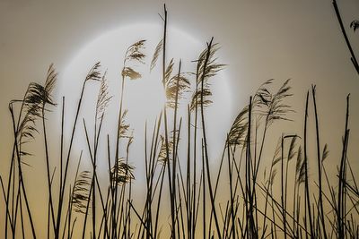 Low angle view of plants against sky