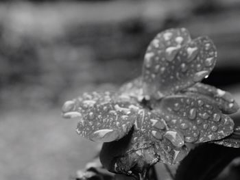 Close-up of water drops on leaves