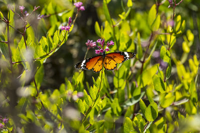 Close-up of butterfly pollinating on flower