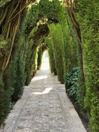 Walkway amidst trees