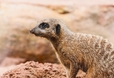 Close-up of a turtle on field