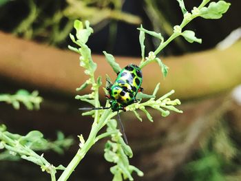 Close-up of ladybug on plant