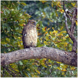 Close-up of bird perching on tree