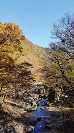 View of trees in autumn