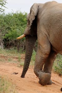 Close-up of elephant on field