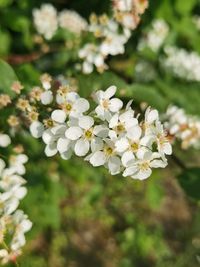 Close-up of white flowering plant