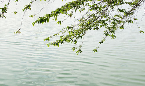 High angle view of leaf floating on water