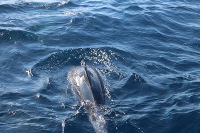 Full frame shot of swimming in sea