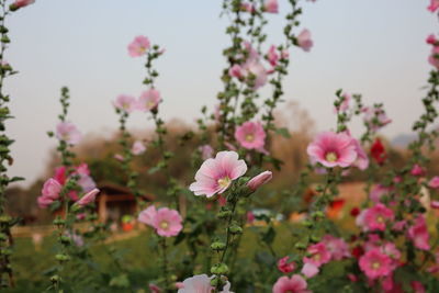 Close-up of pink flowering plants against sky