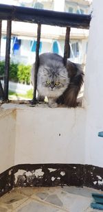 Portrait of cat relaxing outdoors