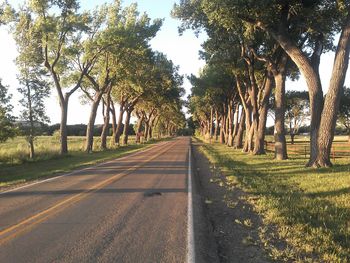 Empty road along trees