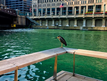 Seagull perching on railing by river