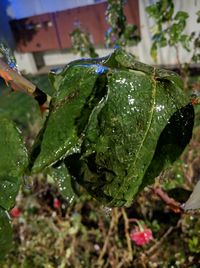 Close-up of wet plant leaves during rainy season