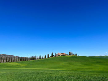 grassland
