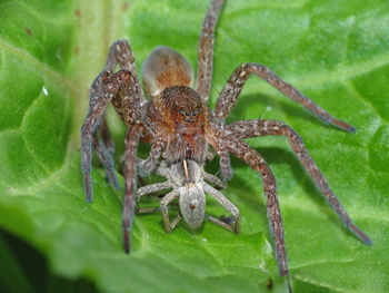 Close-up of spider