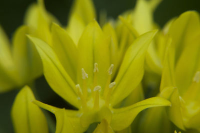 Close-up of flower blooming outdoors