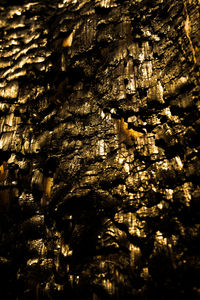Full frame shot of tree trunk