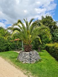 Palm trees growing on field against sky