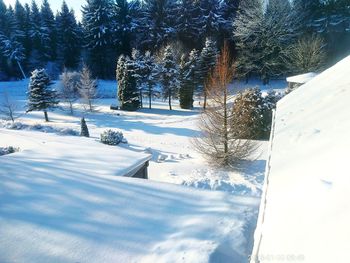 Trees on snow covered field