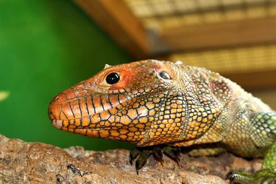 Close-up of lizard