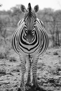Portrait of zebra standing on land