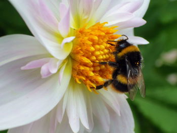 Close-up of bee on yellow flower