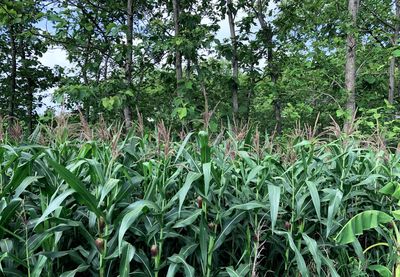 Plants growing on field