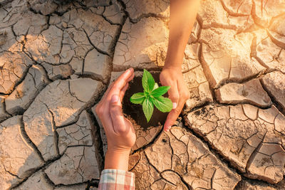 High angle view of hand holding leaf