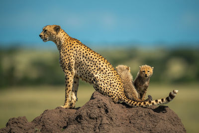 Side view of a cat on rock