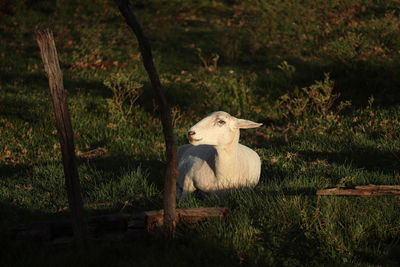 Close-up of a goat