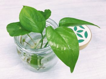 Close-up of plant in jar on table