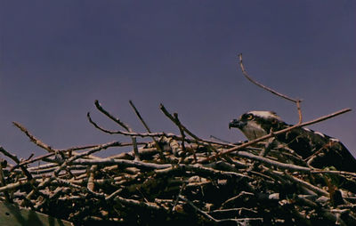 Low angle view of plants against clear sky