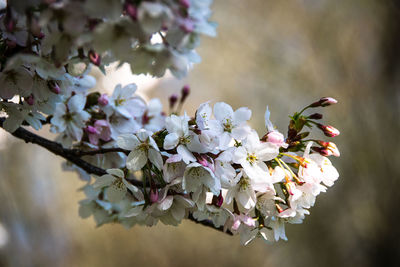 Close-up of pink flowering cherry blossom trees in the spring in amsterdam