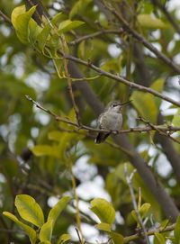 Low angle view of bird perching on tree