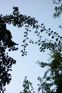 Low angle view of silhouette trees against clear blue sky