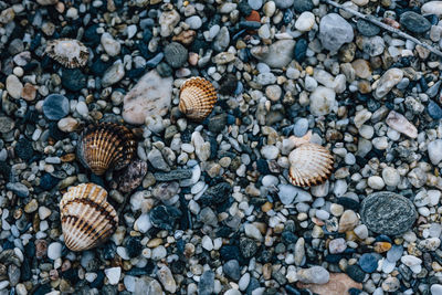 Close-up of seashells at pebble beach