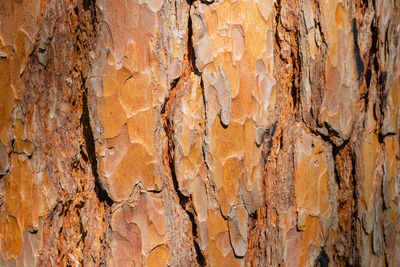 Full frame shot of tree trunk