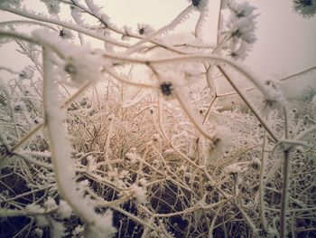 Close-up of dry plants on field during winter