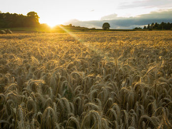 Scenic view of field against sky during sunset