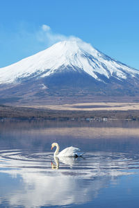 Swan floating on lake against snowcapped mountains